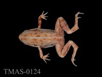 藏品(黑斑蛙)的圖片